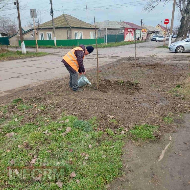 У Кілії завершили висадку молодих зелених насаджень
