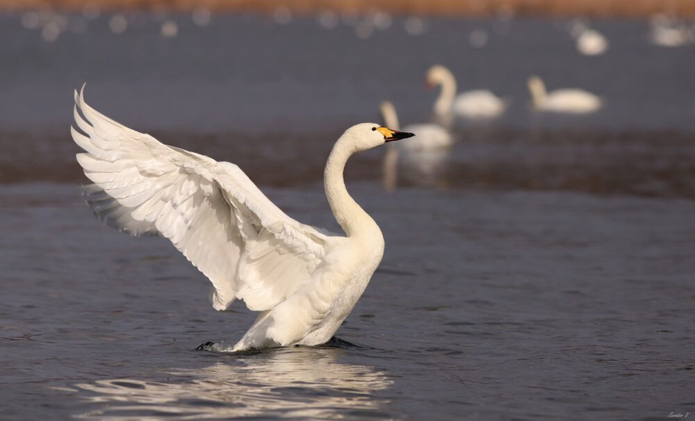 У Нацпарку Одещини помічено червонокнижних лебедів, що гніздяться в арктичних регіонах