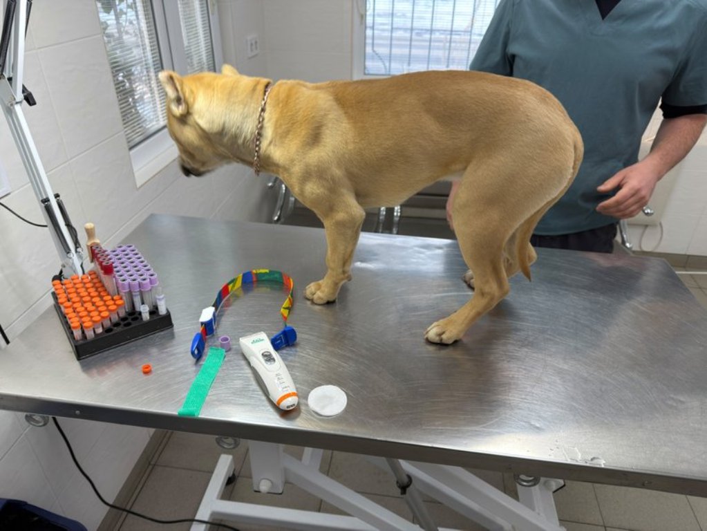 Ветеринари виявили травми внутрішніх органів у собаки, над яким знущалися в Озерному