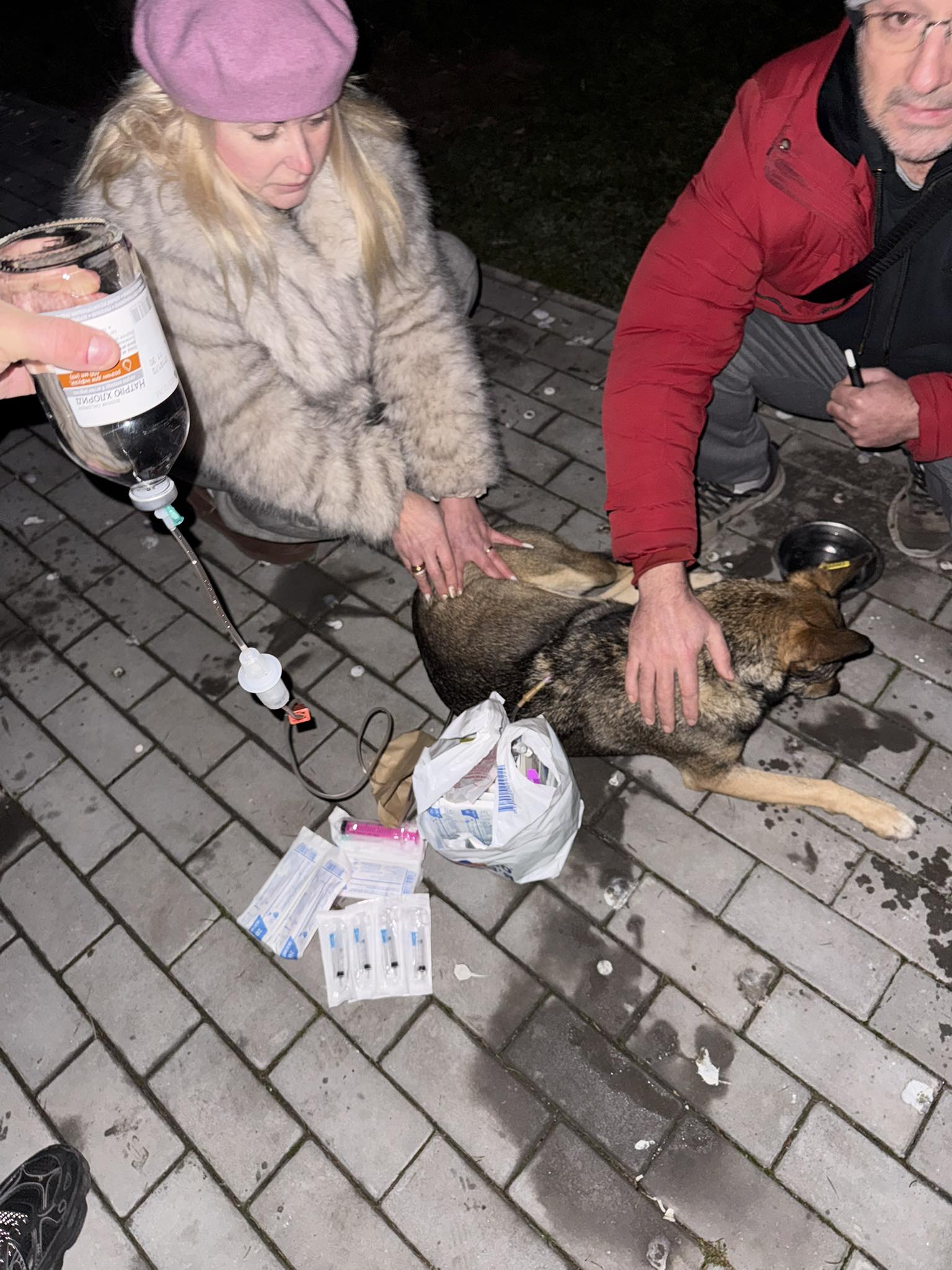 В Ізмаїлі останніми днями масово труять безпритульних собак