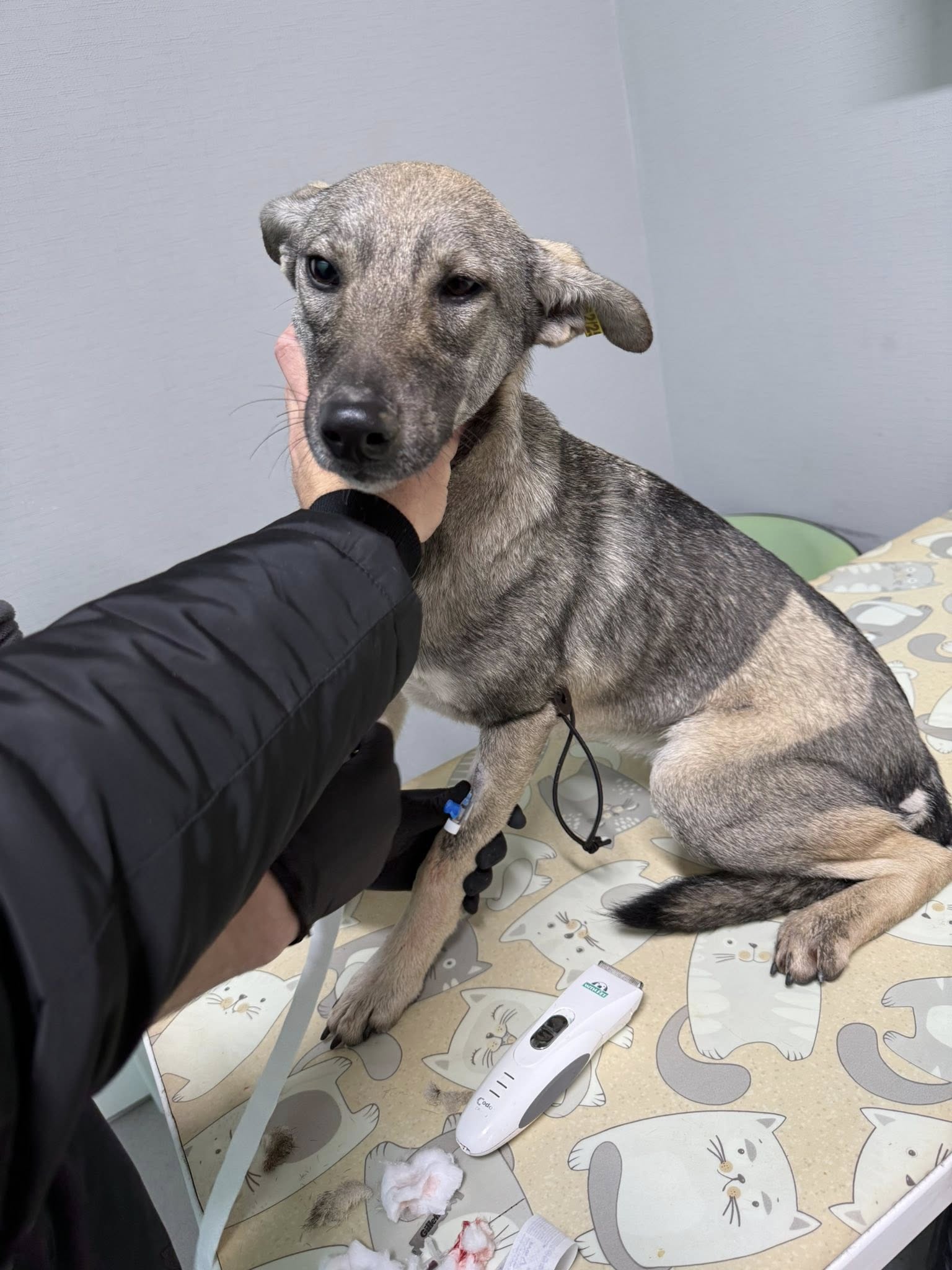 В Ізмаїлі останніми днями масово труять безпритульних собак