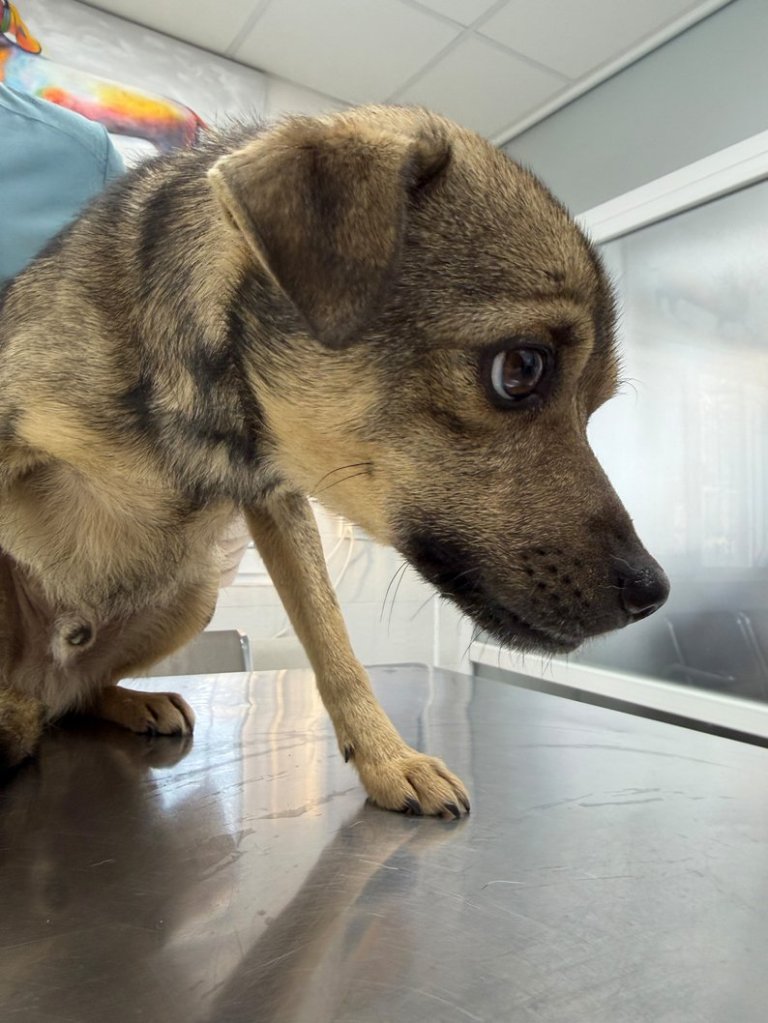 Ветеринари виявили травми внутрішніх органів у собаки, над яким знущалися в Озерному