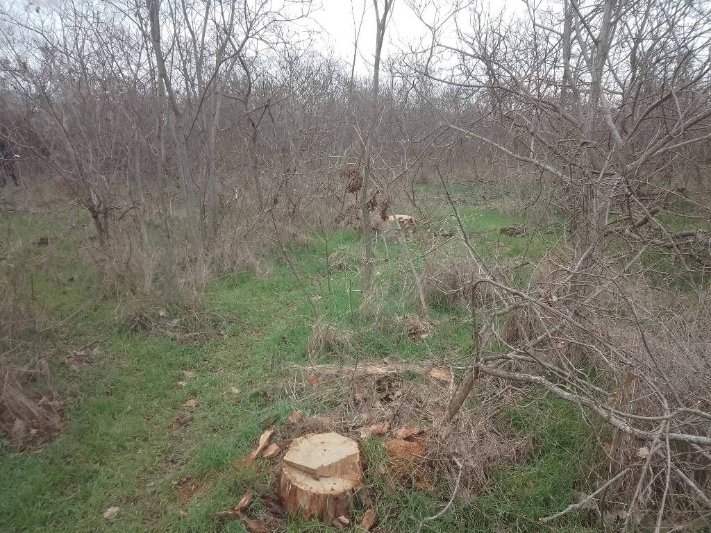 У "Тузлівських лиманах" невідомі напиляли дерев на понад три мільйони гривень