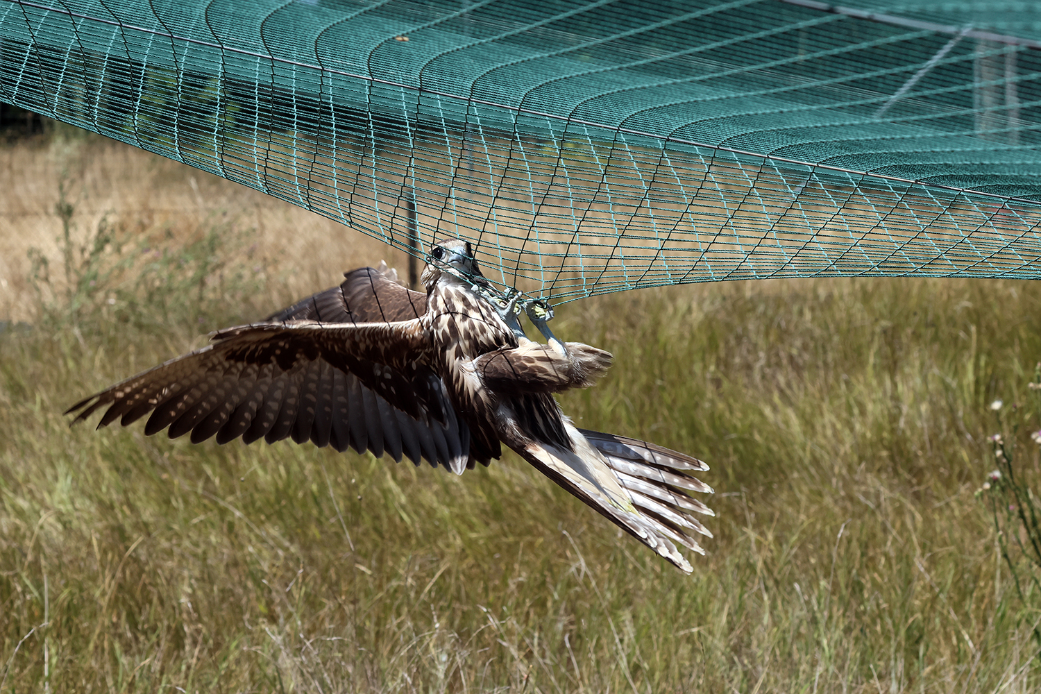 До Тарутинського степу повернули унікального хижака