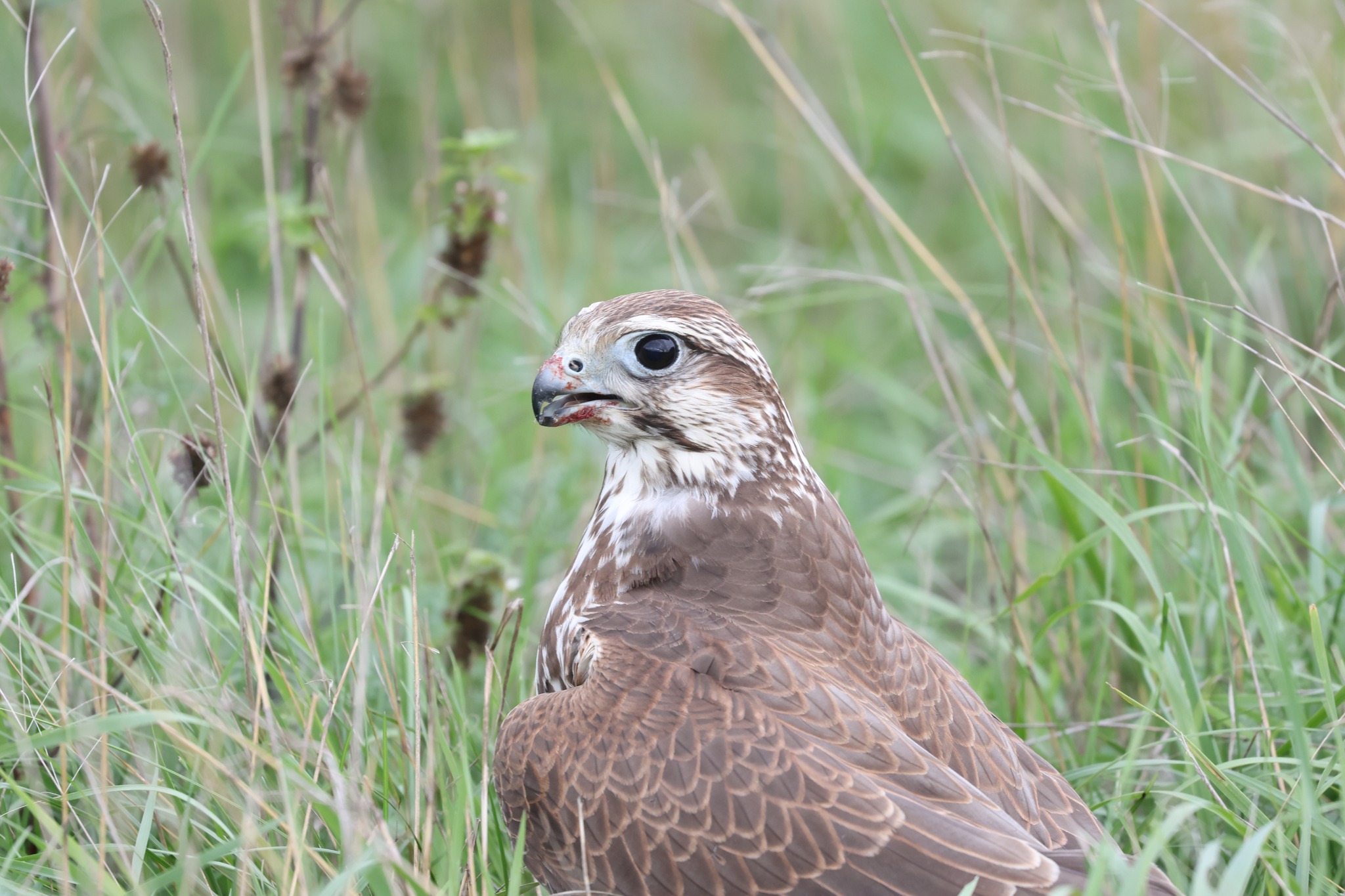 До Тарутинського степу повернули унікального хижака