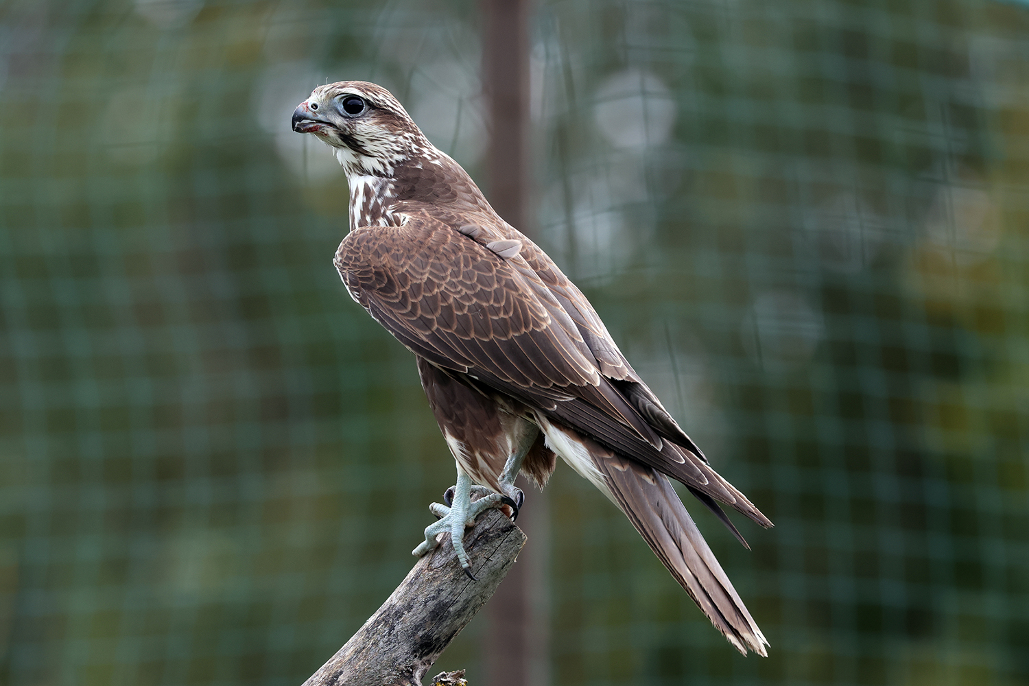 До Тарутинського степу повернули унікального хижака