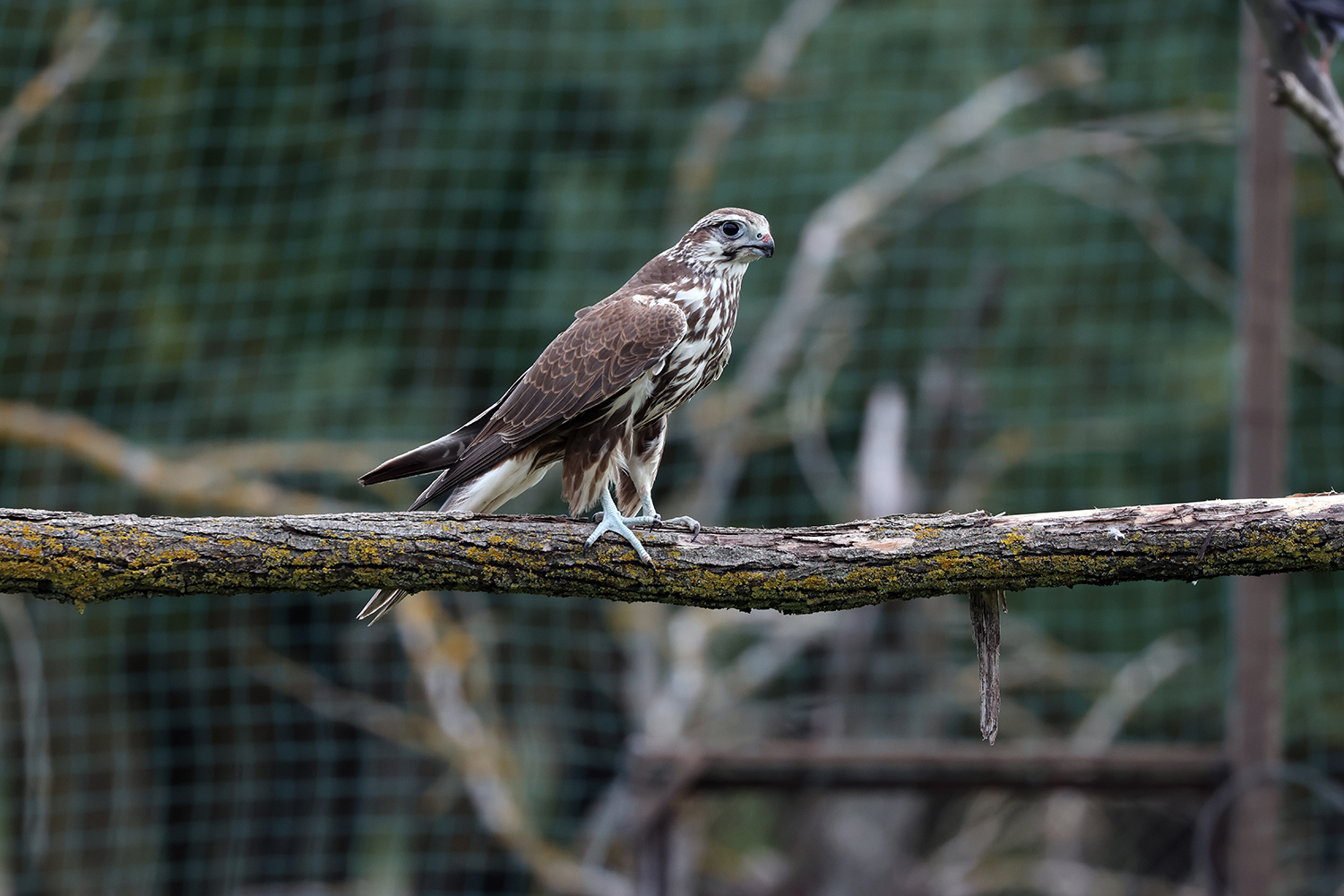 До Тарутинського степу повернули унікального хижака