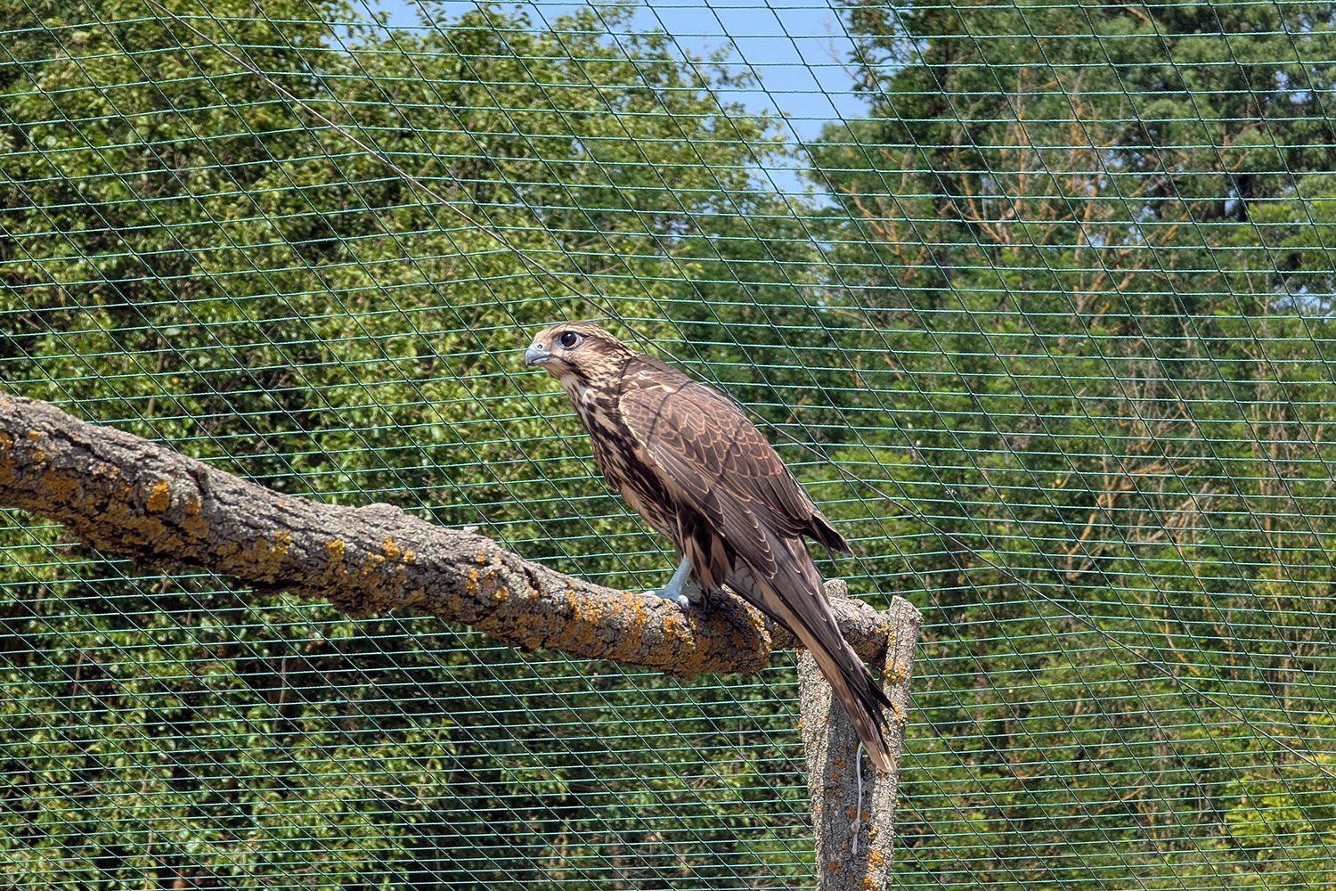 До Тарутинського степу повернули унікального хижака