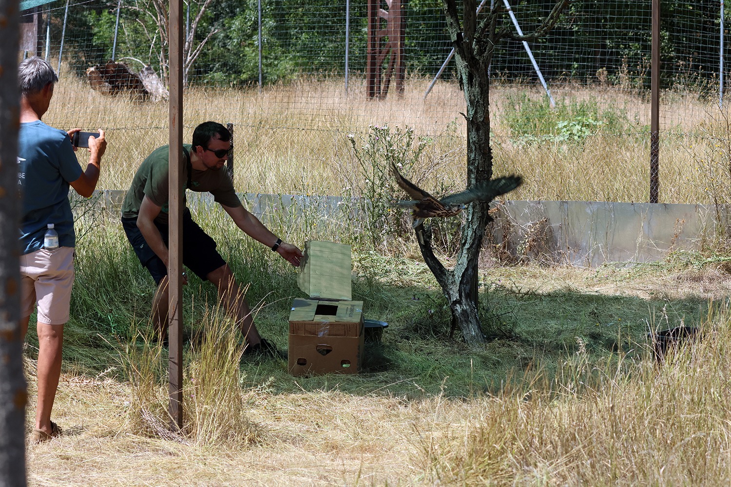До Тарутинського степу повернули унікального хижака