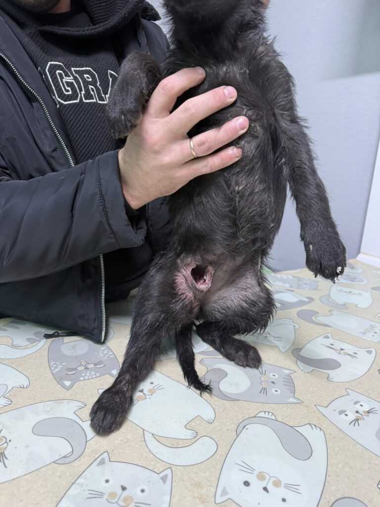 Свідомий цинізм у Болграді: господар спустив псів на тримісячне цуценя