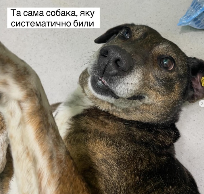 Жорстокість, що не має меж: Болград підхопив хвилю знущань над тваринами