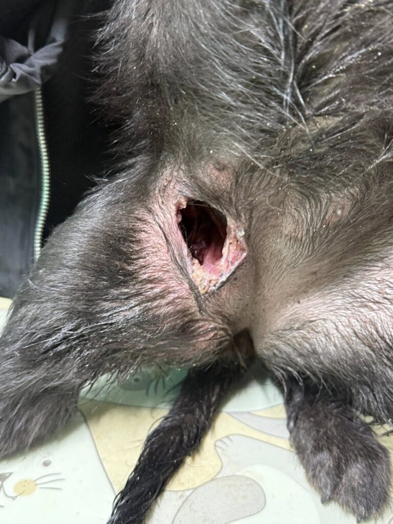 Свідомий цинізм у Болграді: господар спустив псів на тримісячне цуценя