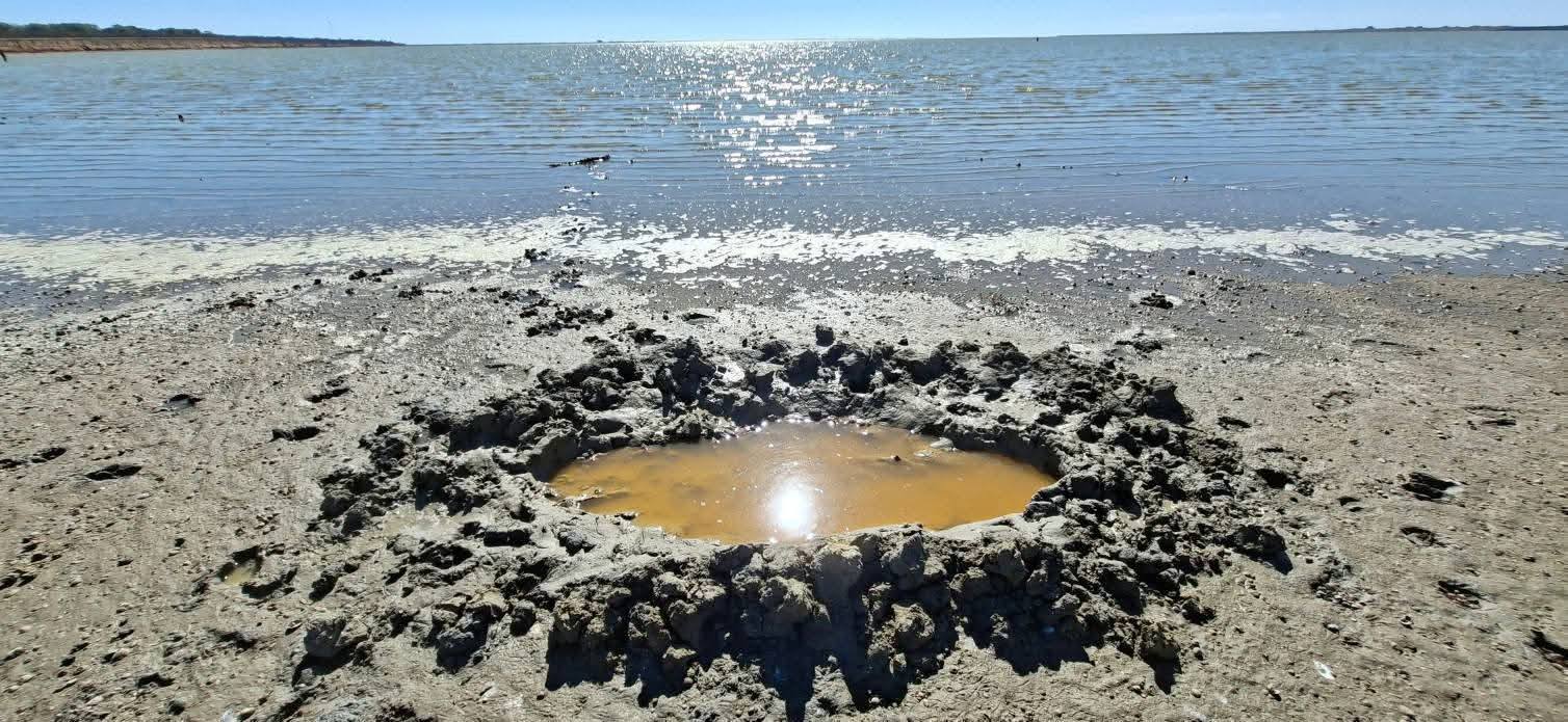 У нацпарку на півдні Одещини вдалося підняти чисельність вепрів