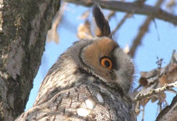 Життя триває: біля зруйнованого готелю в місті Татарбунари вже чверть століття існує зимівля вухатих сов
