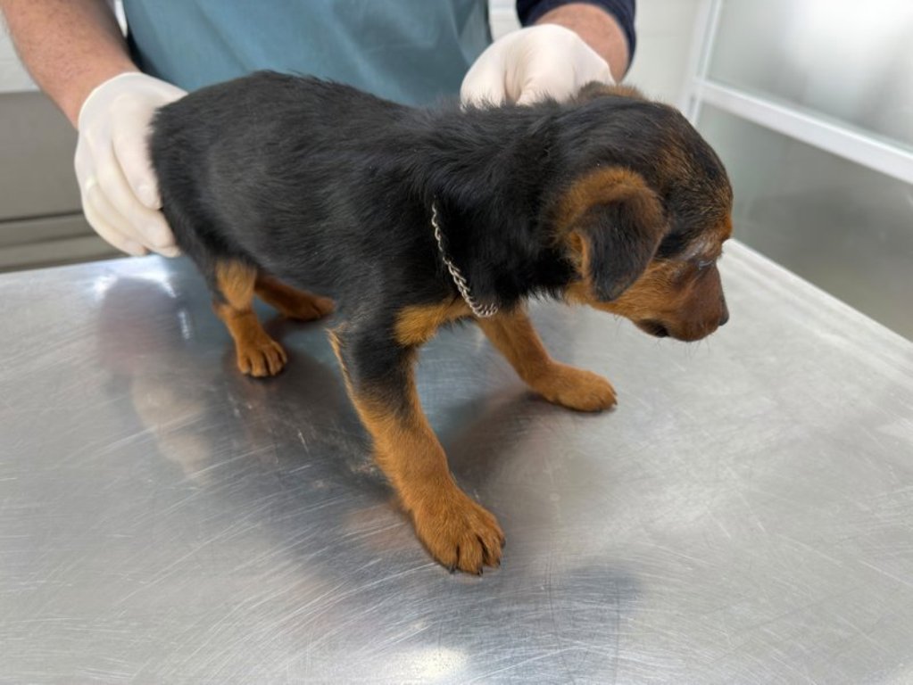 Ветеринари виявили травми внутрішніх органів у собаки, над яким знущалися в Озерному