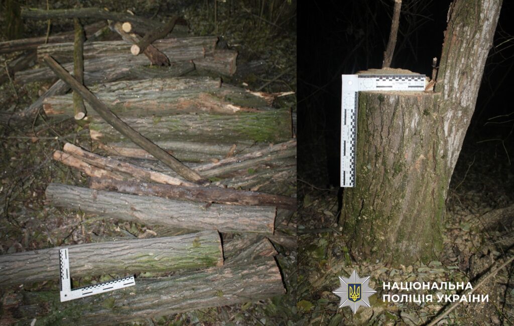 Керівник КП на Болградщині організував незаконну вирубку дерев