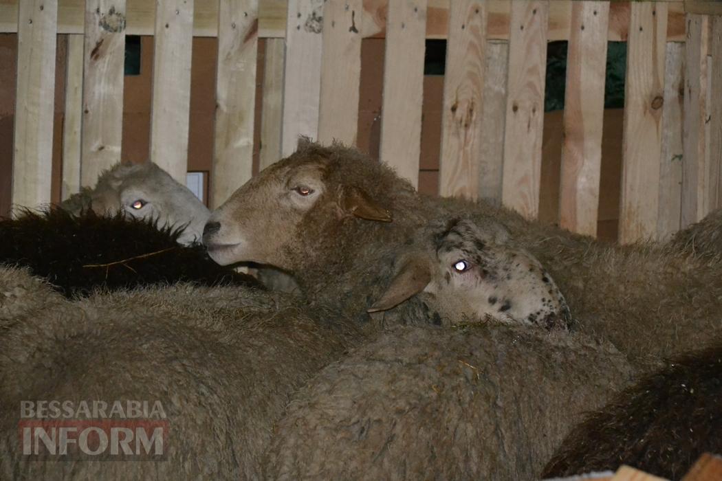 «Симфонія Різдва»: як у селі Шевченкове Кілійської громади по-особливому відсвяткували Різдво Христове