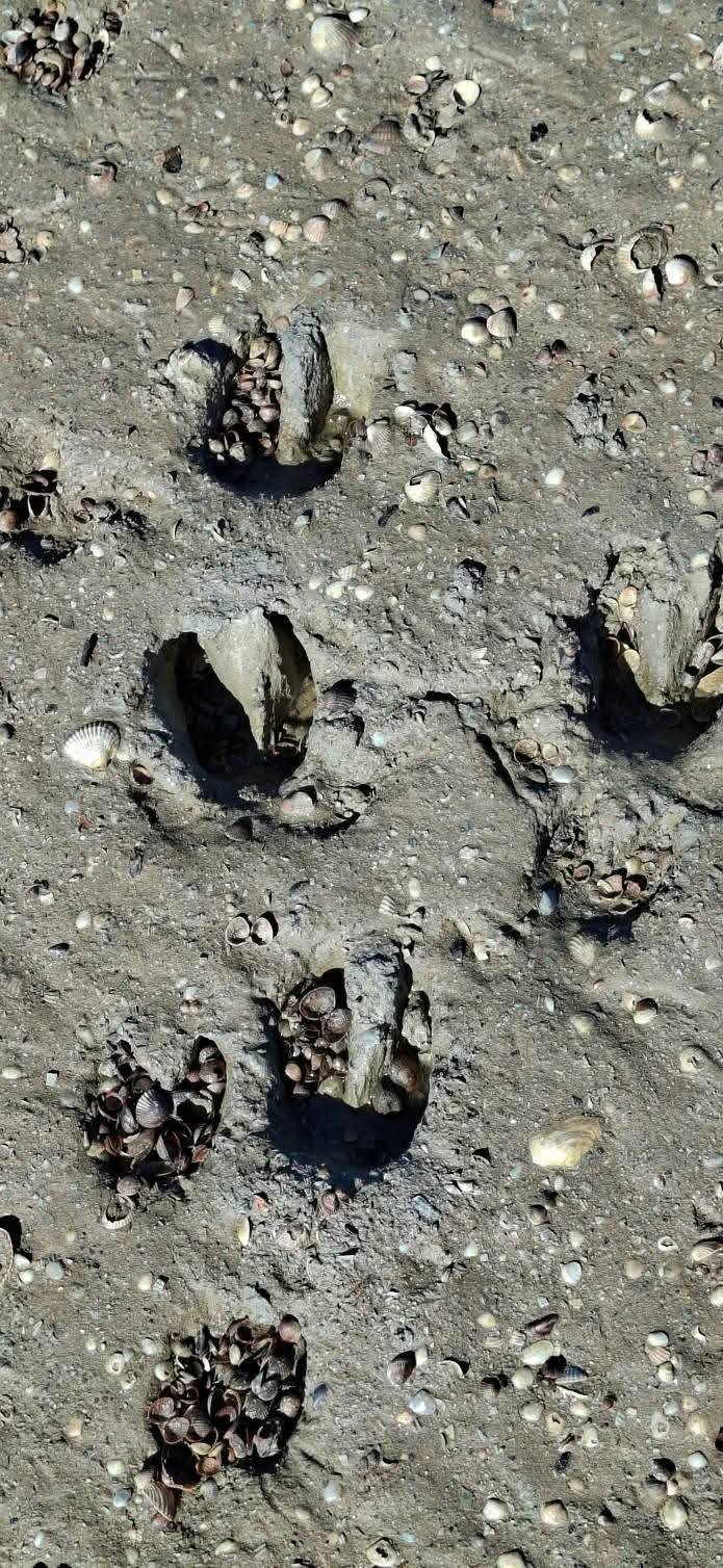 У нацпарку на півдні Одещини вдалося підняти чисельність вепрів