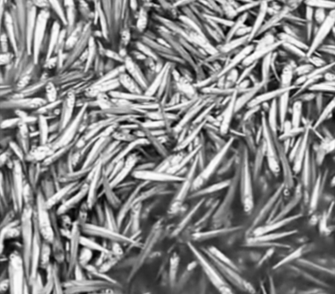 Морози останньої декади грудня призвели до замору риби на Тузлівських лиманах