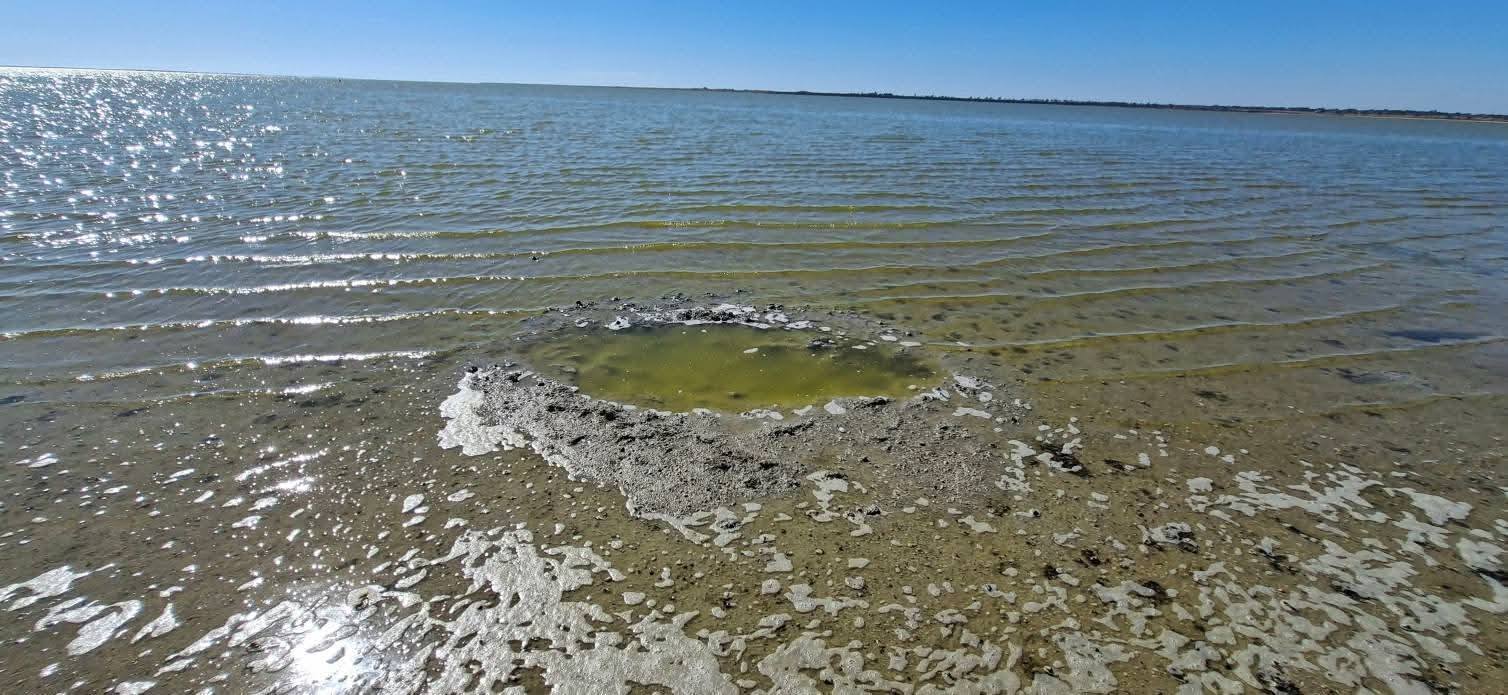 У нацпарку на півдні Одещини вдалося підняти чисельність вепрів