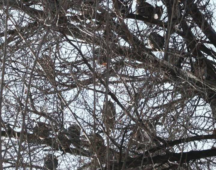 Життя триває: біля зруйнованого готелю в місті Татарбунари вже чверть століття існує зимівля вухатих сов