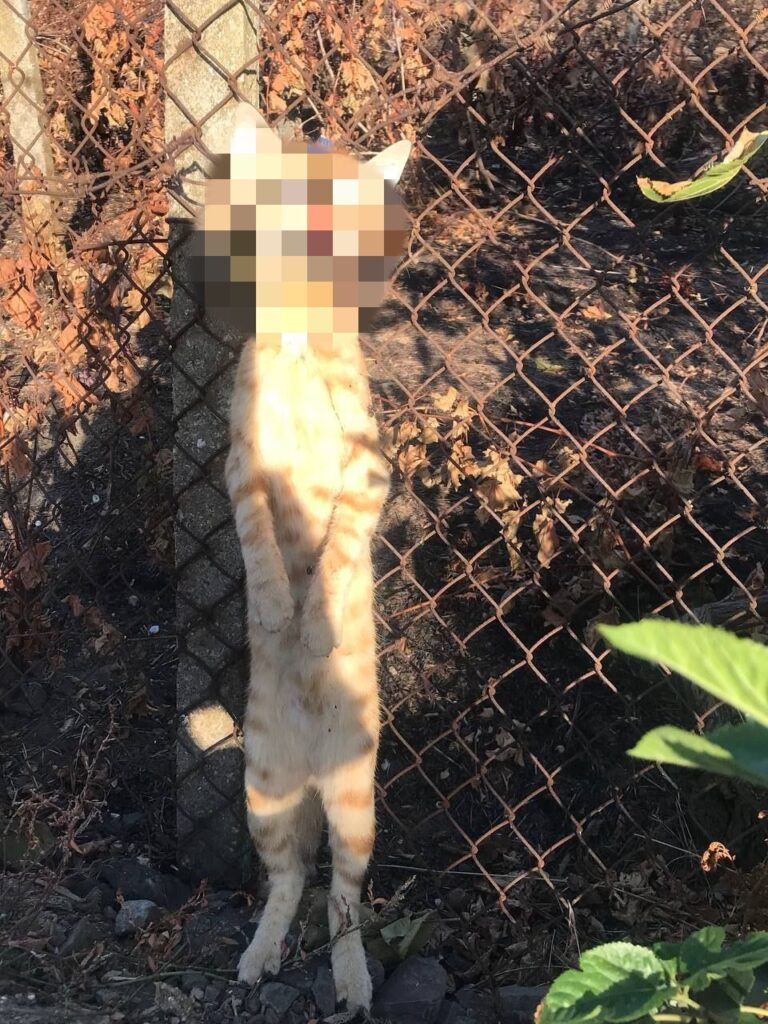 Хвиля жорстокості до тварин у Бессарабії: за що діти мстять слабшим — від ігор «у владу» до вивороту глибоких психологічних проблем