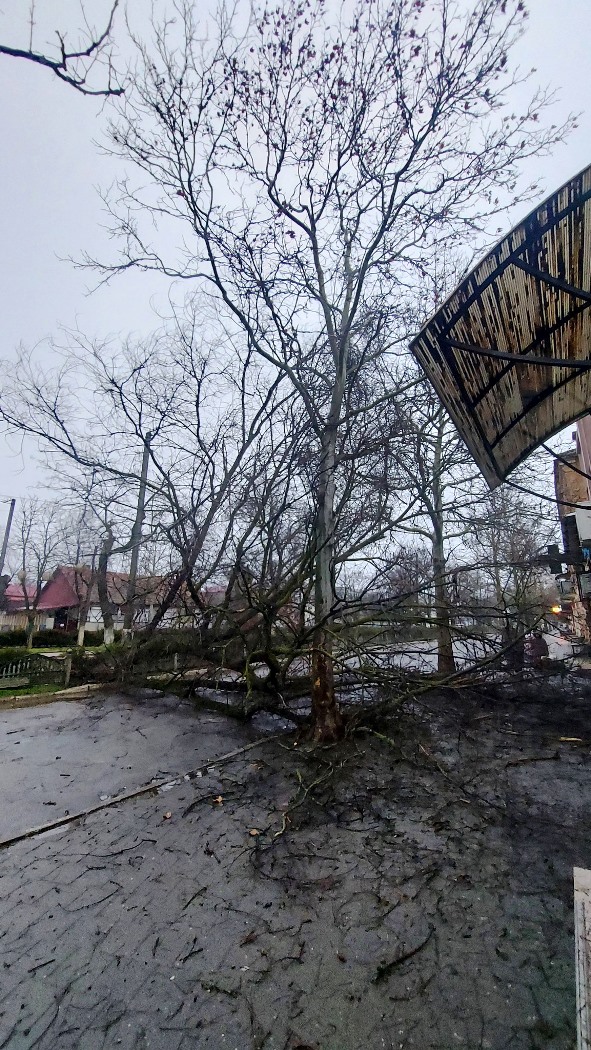Негода у Болграді: містян закликають бути обережними через ризик падіння дерев
