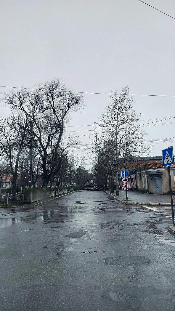 Негода у Болграді: містян закликають бути обережними через ризик падіння дерев