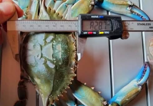 На території нацпарку Одещини вперше виявлено блакитного краба: чим це загрожує чорноморському біорізноманіттю