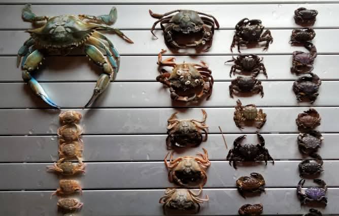 На території нацпарку Одещини вперше виявлено блакитного краба: чим це загрожує чорноморському біорізноманіттю