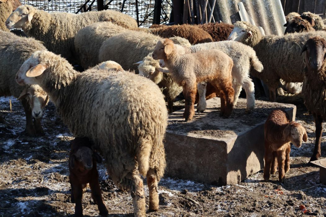 Завдяки міжнародній програмі підтримки житель Білгород-Дністровського району розвинув власну справу