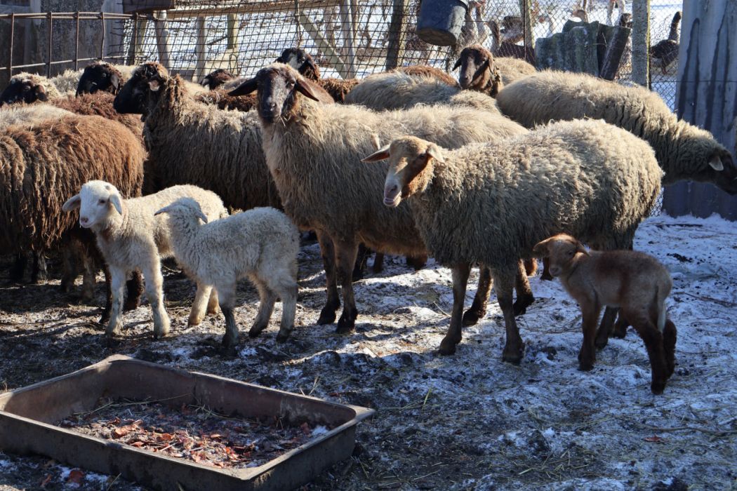 Завдяки міжнародній програмі підтримки житель Білгород-Дністровського району розвинув власну справу