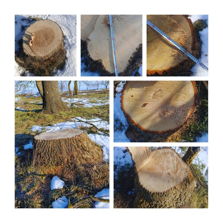 У Мологівській громаді "чорні лісоруби" напиляли дуба та ясеня на майже 900 тисяч гривень