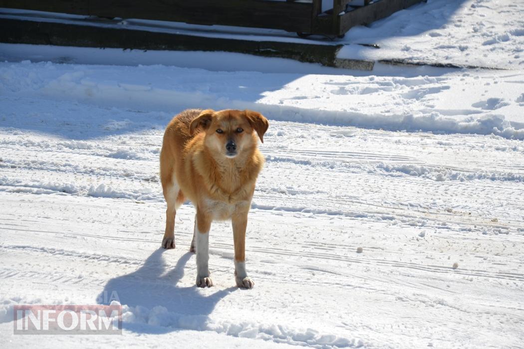 Снігова казка полонила Бессарабію - великий фоторепортаж