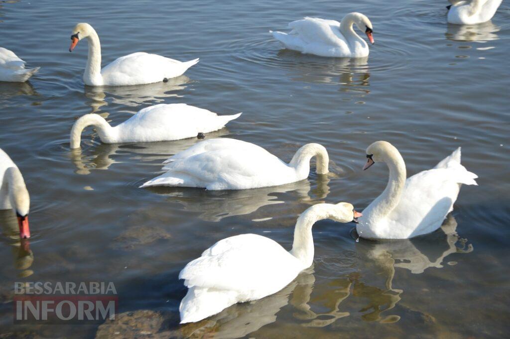 Снігова казка полонила Бессарабію - великий фоторепортаж