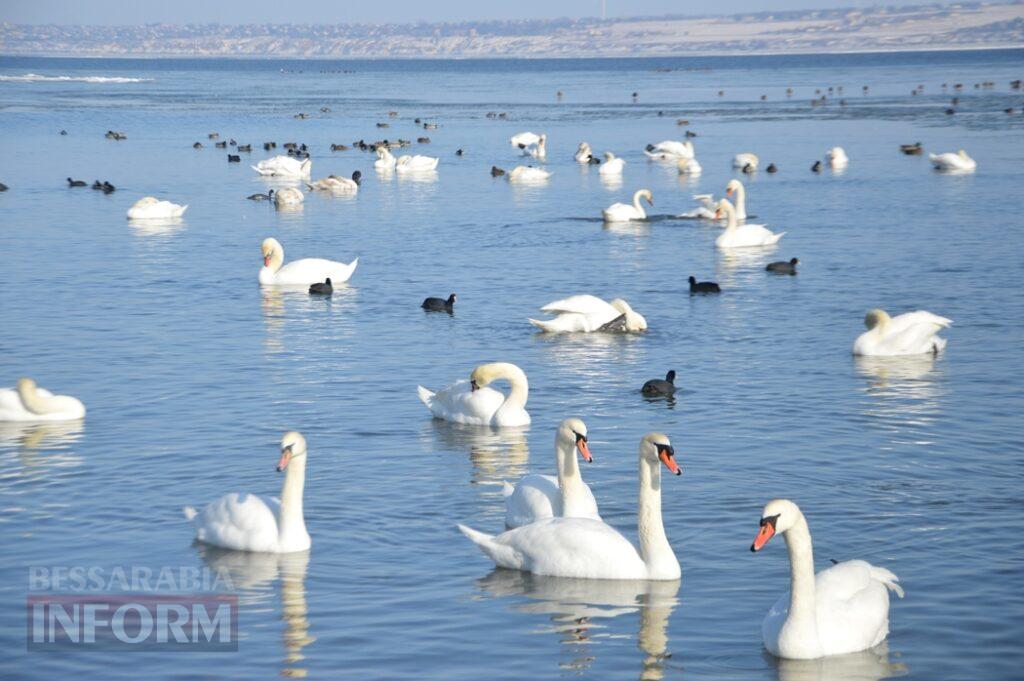 Снігова казка полонила Бессарабію - великий фоторепортаж