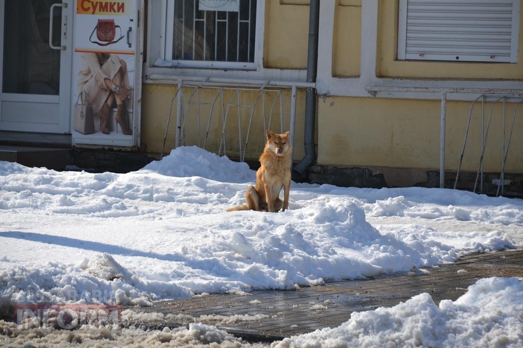 Снігова казка полонила Бессарабію - великий фоторепортаж
