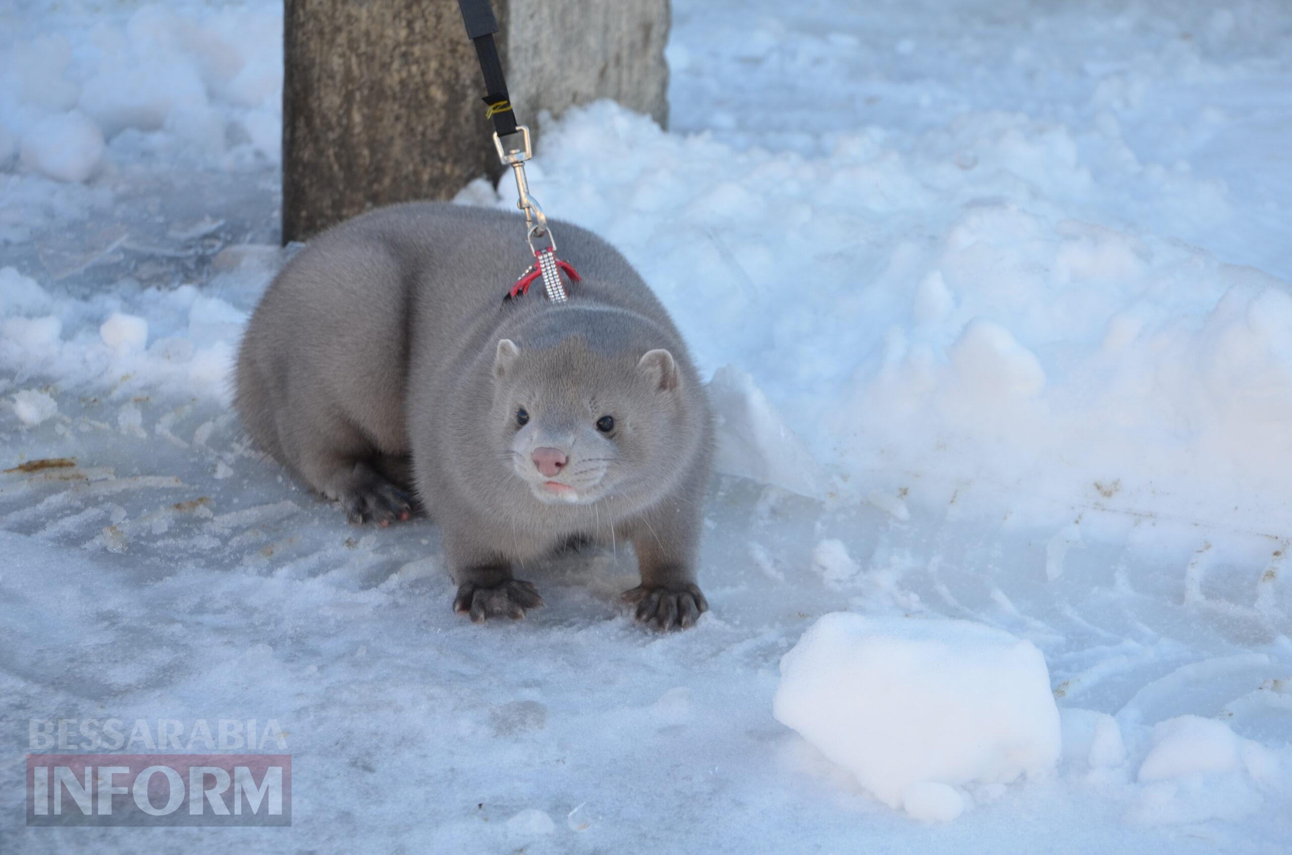 Снігова казка полонила Бессарабію - великий фоторепортаж