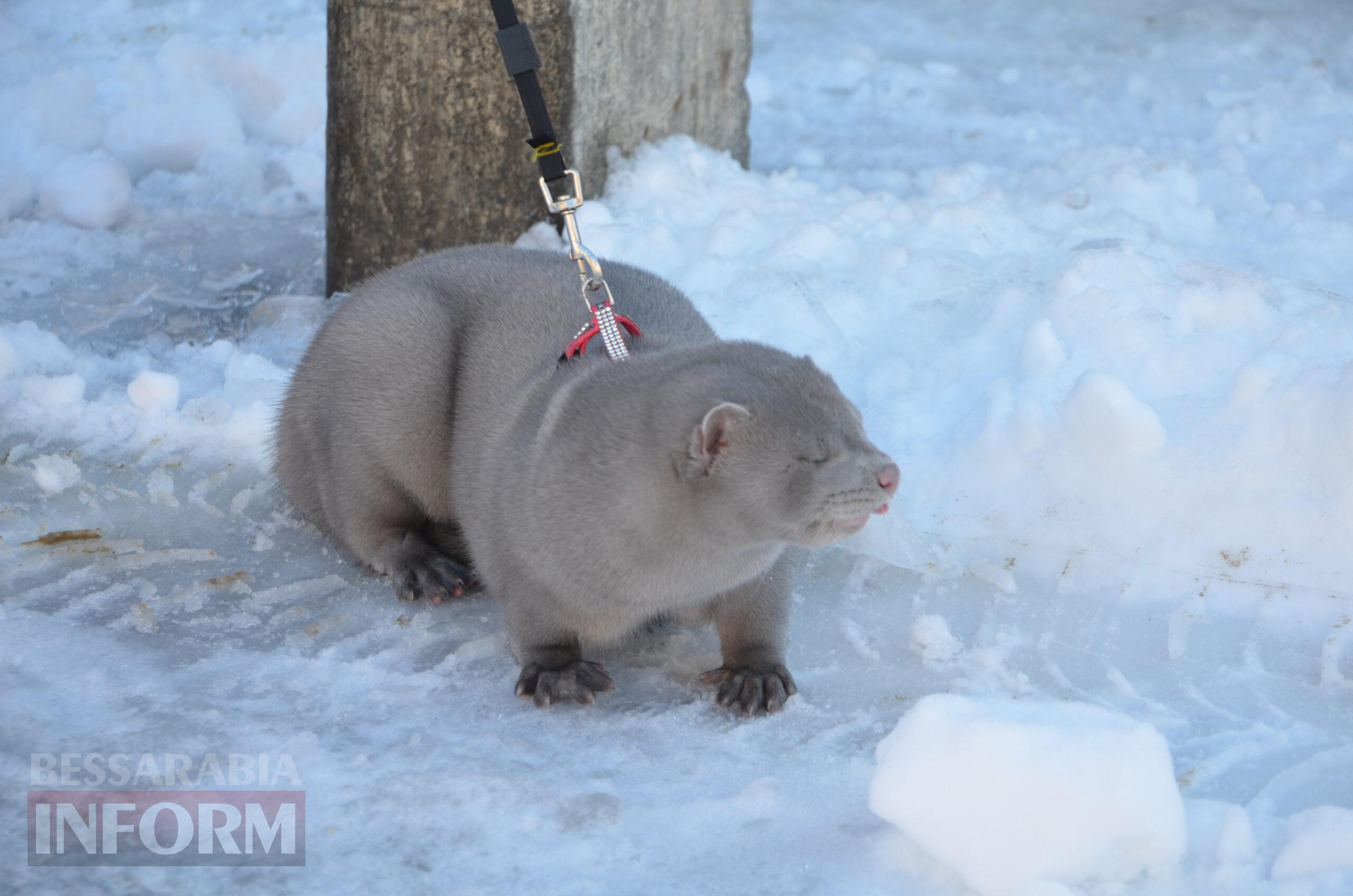 Снігова казка полонила Бессарабію - великий фоторепортаж