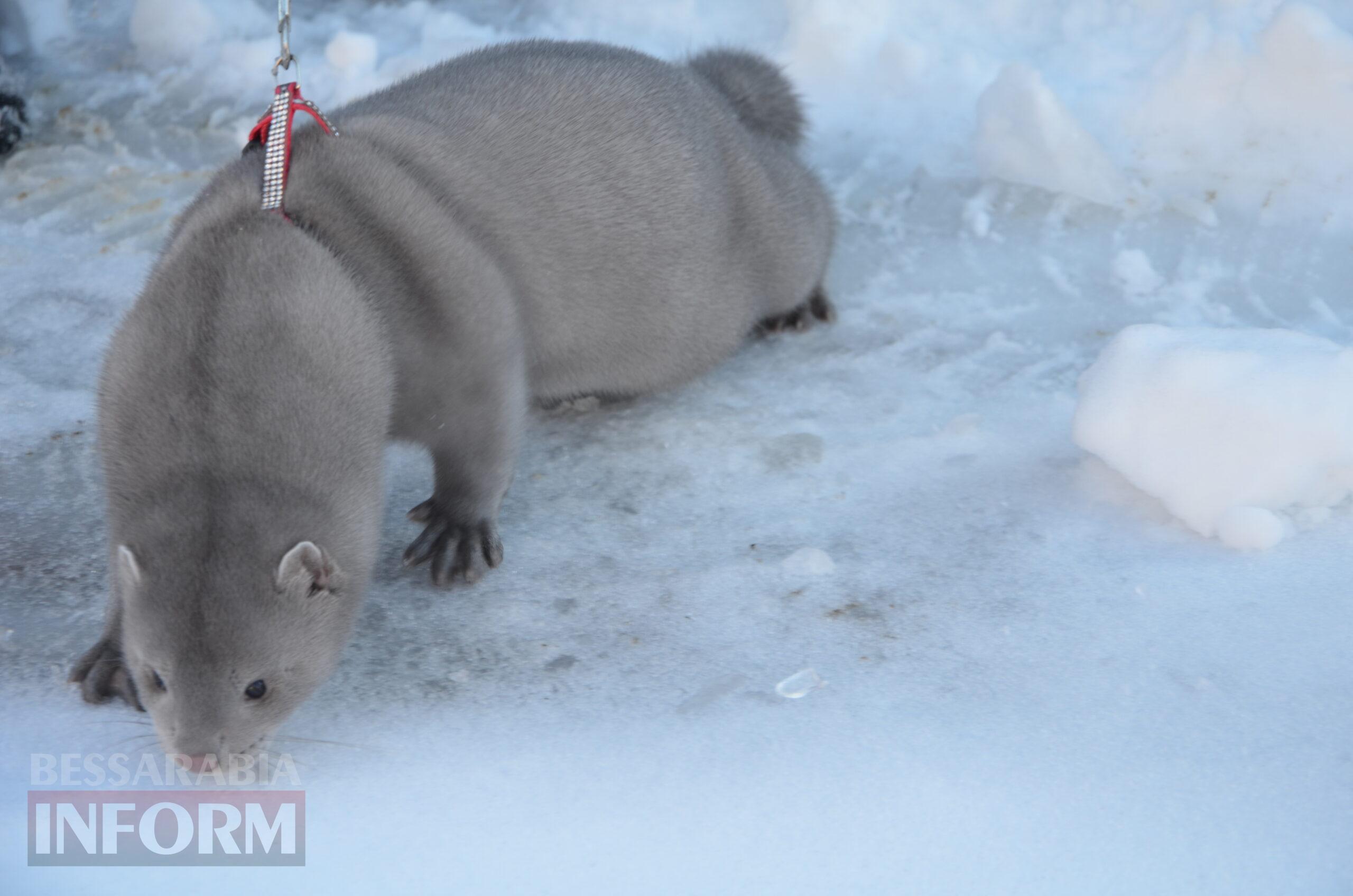 Снігова казка полонила Бессарабію - великий фоторепортаж