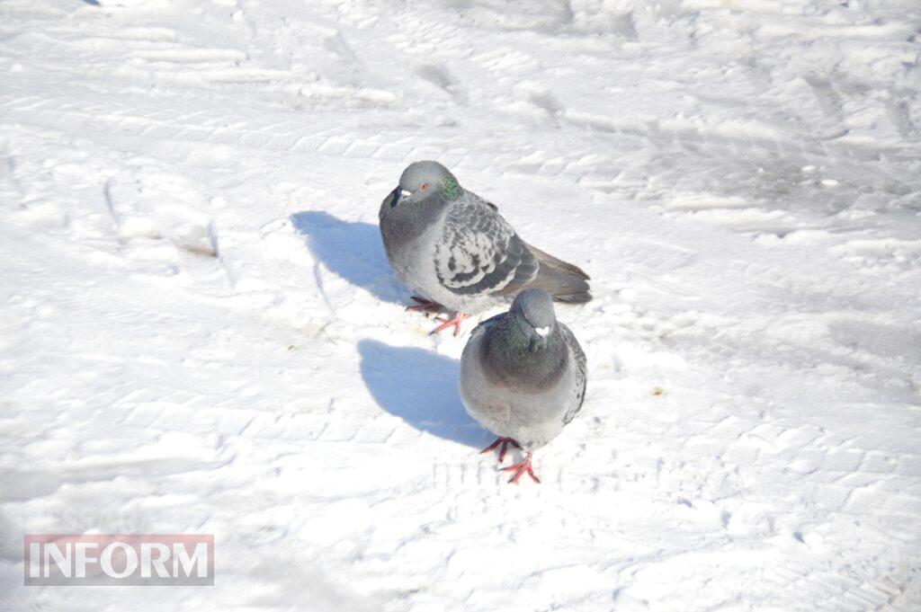 Снігова казка полонила Бессарабію - великий фоторепортаж