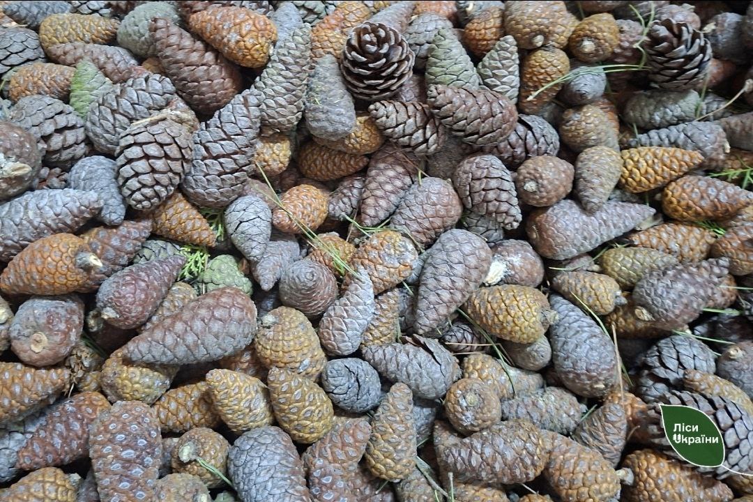Ліси майбутнього: на півдні Одещини вперше зібрали врожай насіння рідкісної сосни