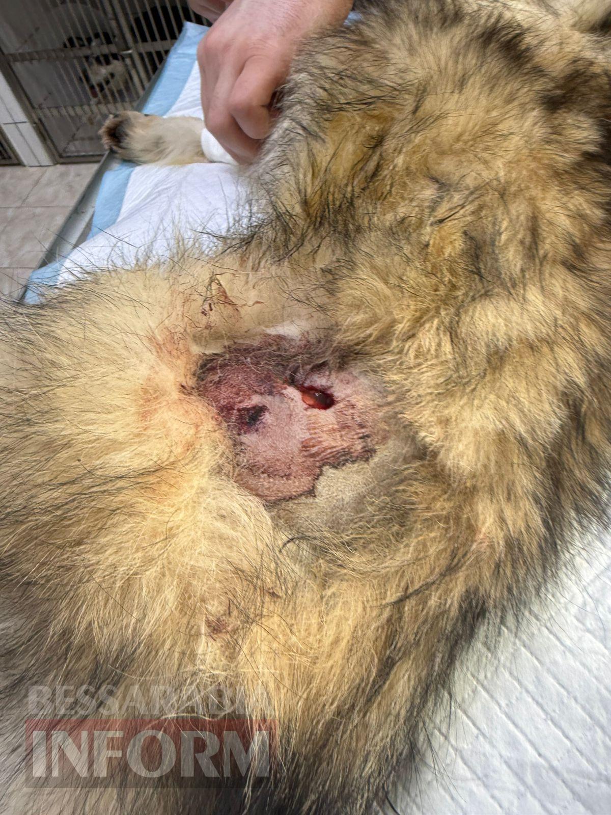 Пристрелити не допомогло, ще й отруїли: у Рені чергова собака постраждала від зоохантера