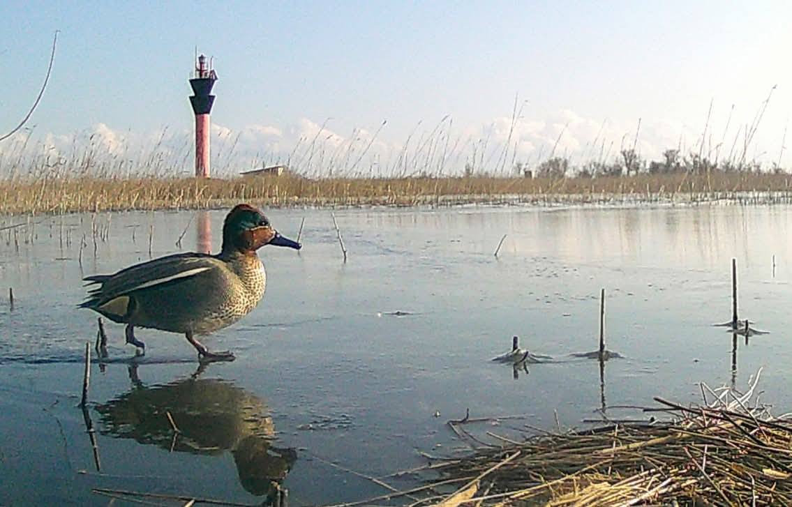 Як на півдні Одещини птахи шукають їжу по замерзлих лиманах