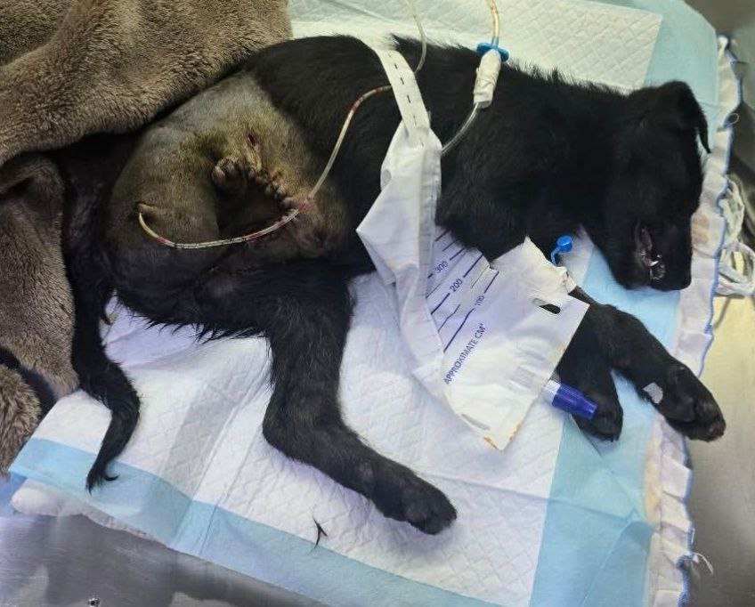 Хвиля жорстокості до тварин у Бессарабії: за що діти мстять слабшим — від ігор «у владу» до вивороту глибоких психологічних проблем