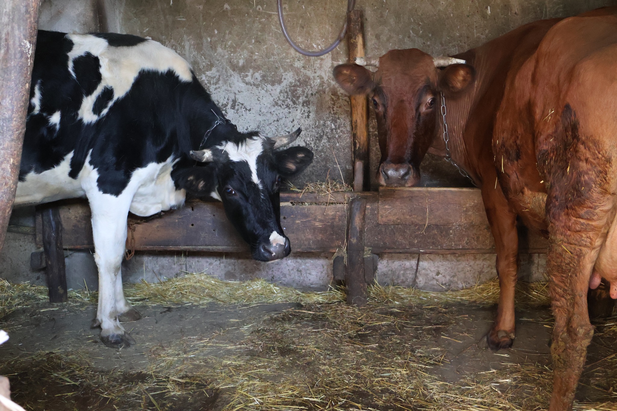 У Білгород-Дністровському районі фермерка завдяки гранту модернізувала своє господарство
