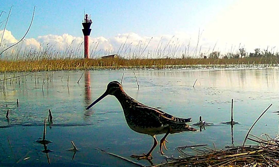 Як на півдні Одещини птахи шукають їжу по замерзлих лиманах