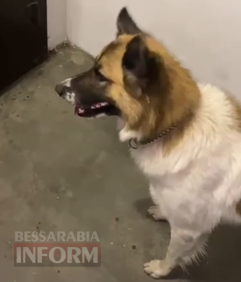 В Аккермані у собаки з отруєнням на рентгені виявили кулю: місцеві стурбовані жорстокою тенденцією