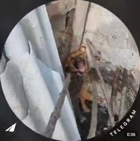 Хвиля жорстокості до тварин у Бессарабії: за що діти мстять слабшим — від ігор «у владу» до вивороту глибоких психологічних проблем