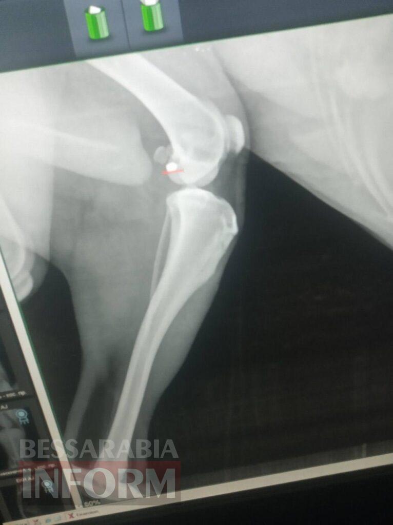 В Аккермані у собаки з отруєнням на рентгені виявили кулю: місцеві стурбовані жорстокою тенденцією